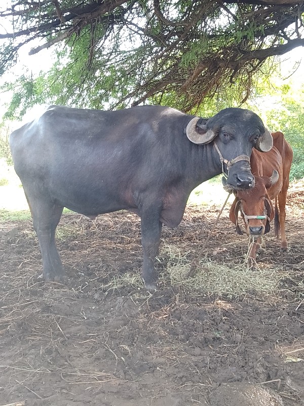 વેસવાનીસે