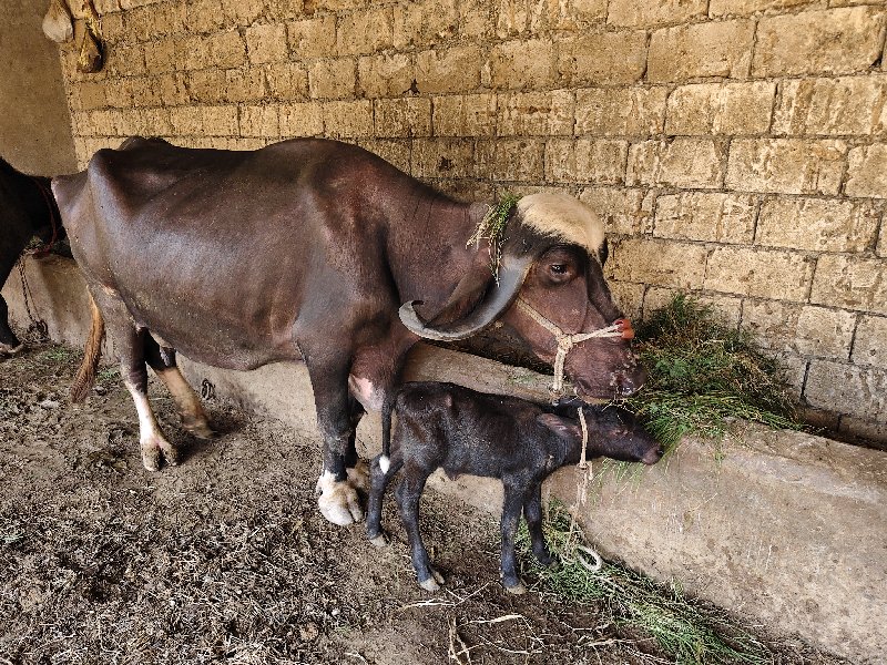 એકબીજા તને ખરેલ...