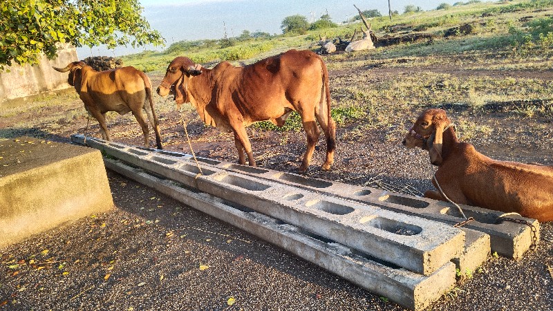 1. ગાય. 1 હોડકી...