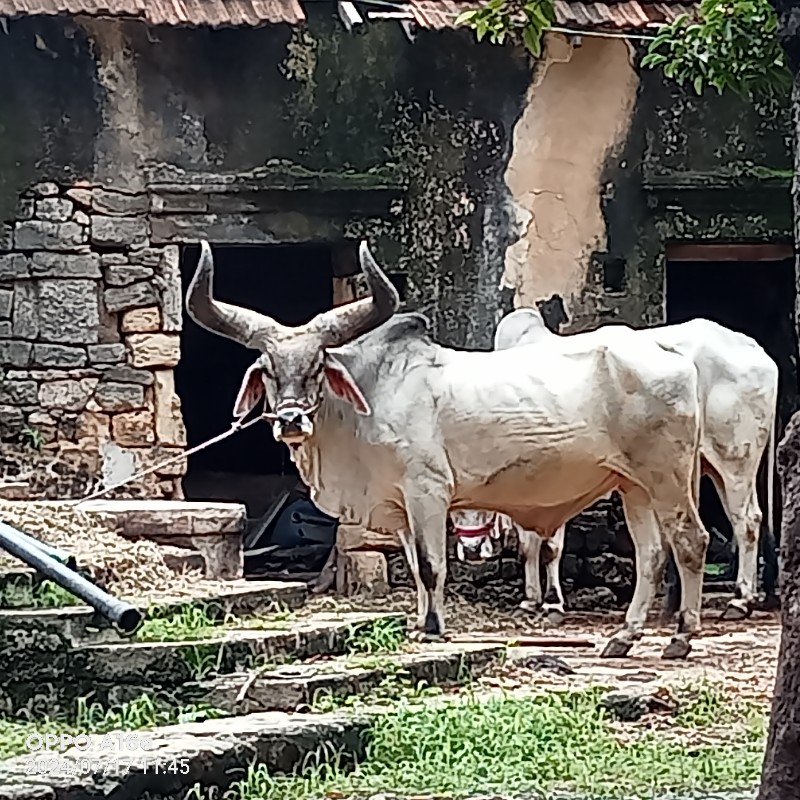 બળદ