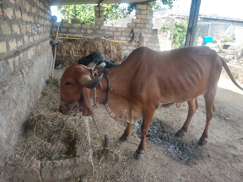 વાશડી વેચવાની છ...