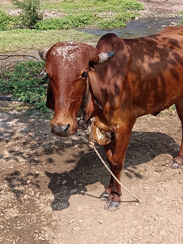 હોળકી વેશવાની સ...