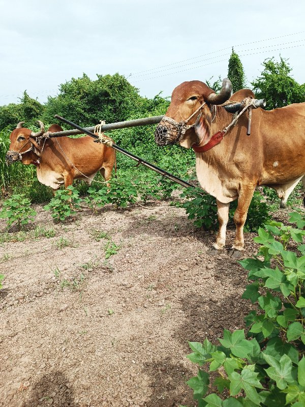 બળદ વેચવાના છે