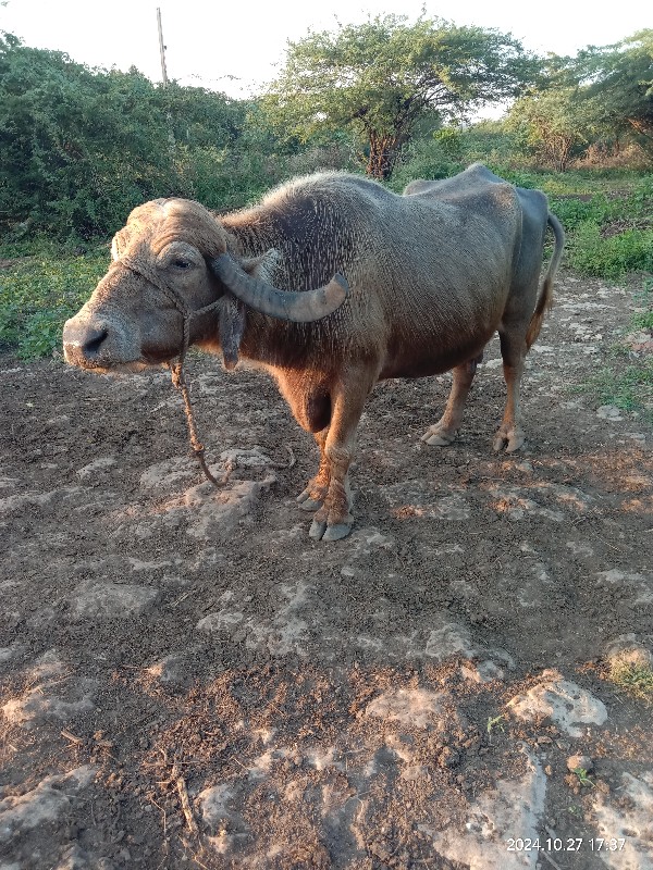 ભુરી ભેંસ વેચવા...