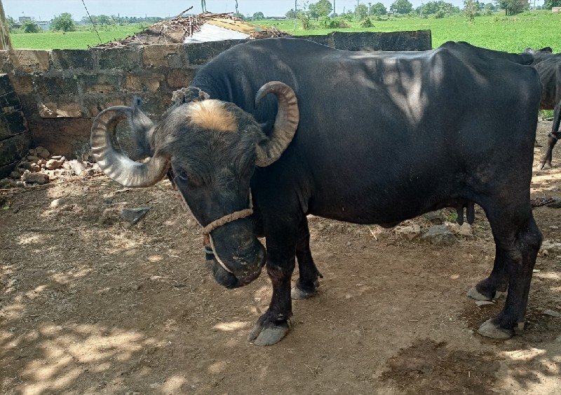 ભેંસ વેચવાની છે...