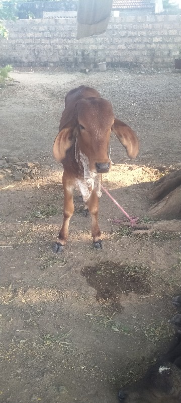 સાવ સોજી છે