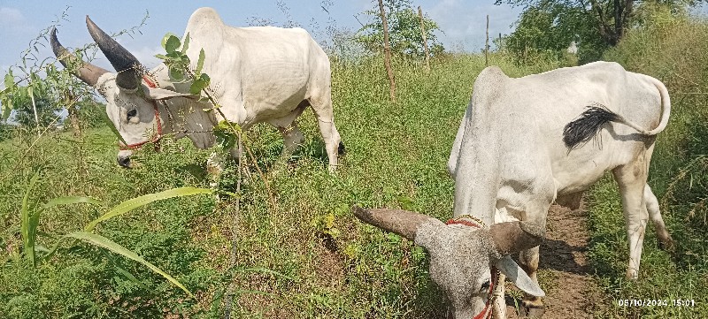 ફુલ જવાબદારી થી...