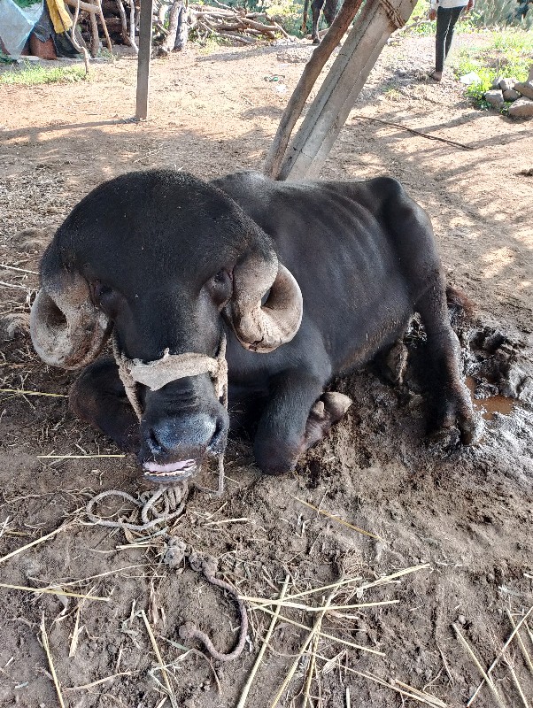 શારદા ફૂટેલા ચા...