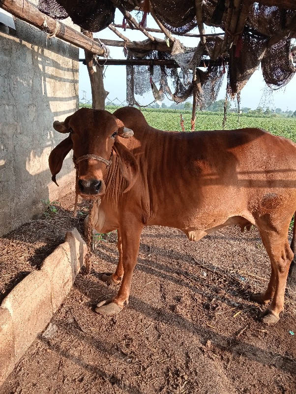 દેસી ગાય પેલું...