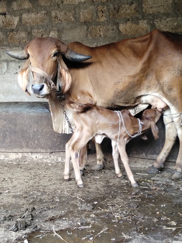 ગીર ગાય વેચવાની...