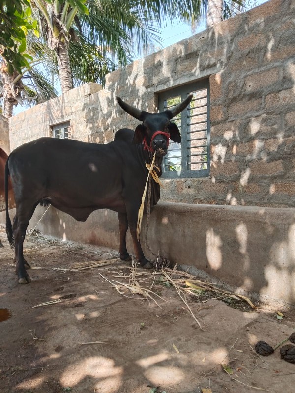 કાંકરેજ હોડકુ વ...