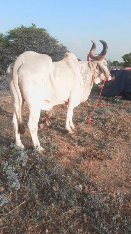 કિંમત ₹ 25,000