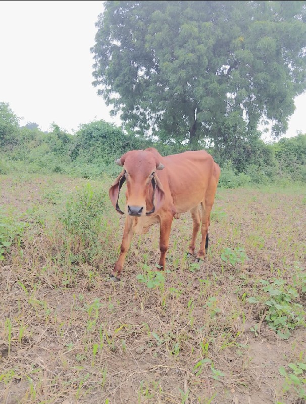 વેચવાની છે