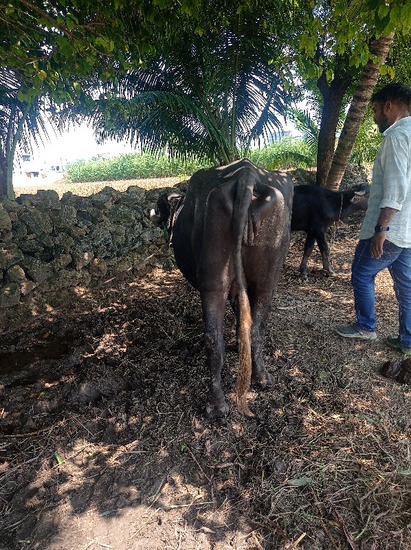 ભેંસ વેચવાની છે