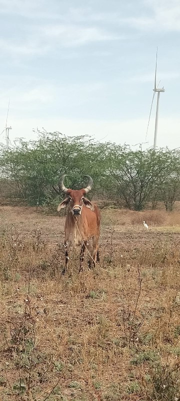 સાટુ કરવાનું છે...