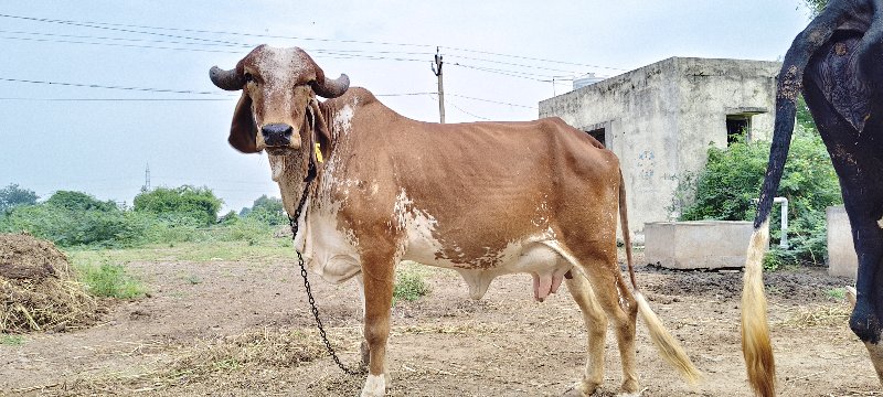 પ્યોર ગીર ગાય વ...