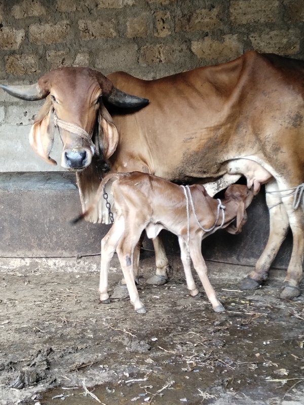 ગીર ગાય વેચવાની...