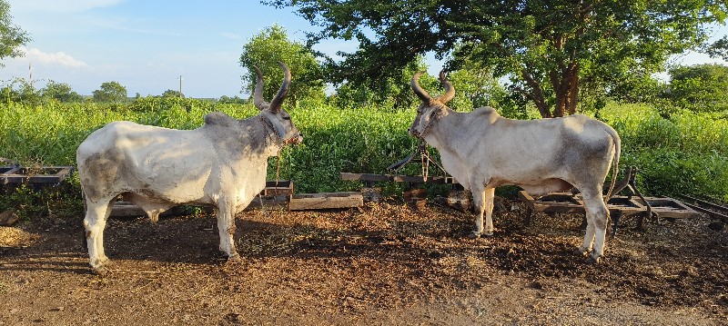 બળદ વેચવાના છે