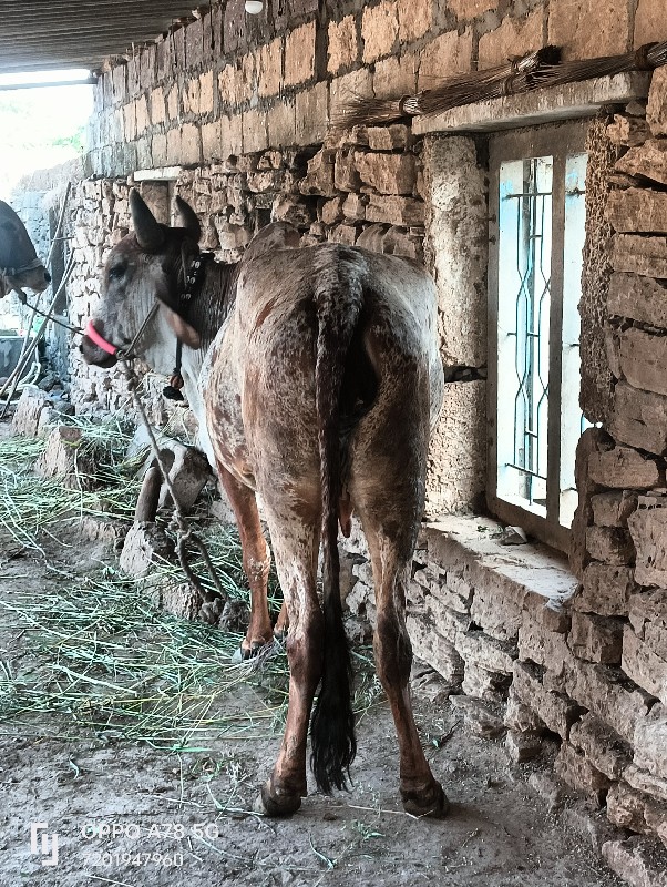 ગાય વેચવાની છે