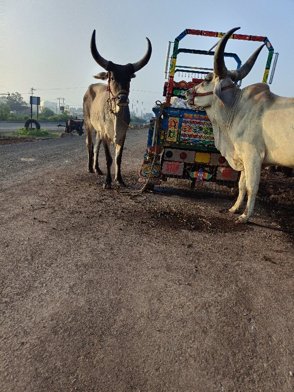 બળદ