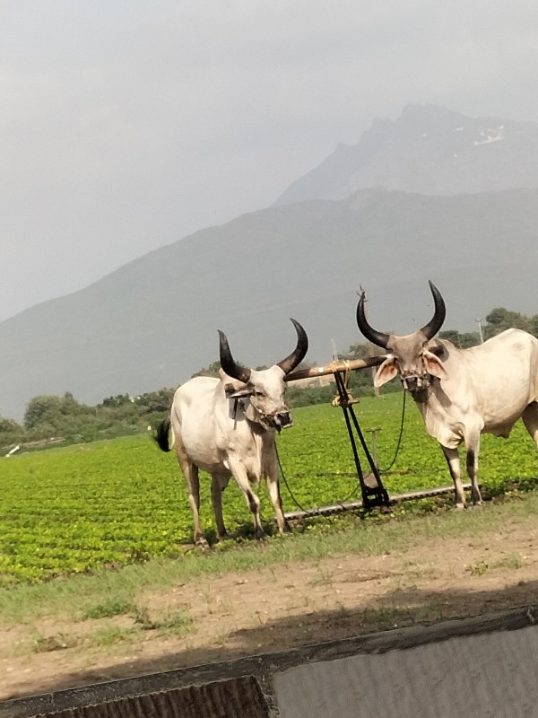 બળદ વેચવાના છે