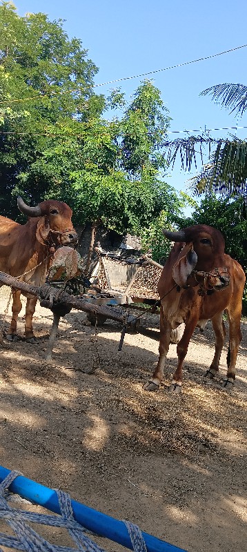 ગોઢલા વેચવાના છ...