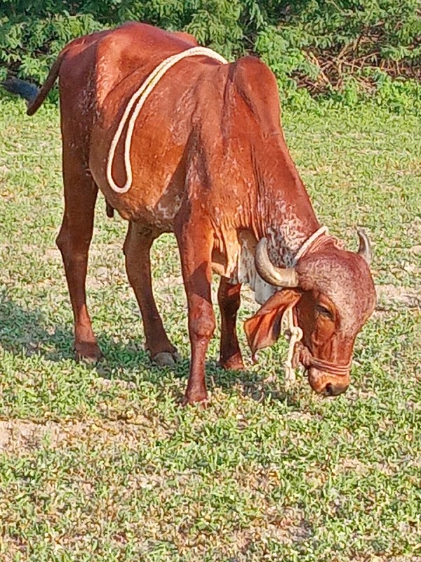 ગીર ગાય