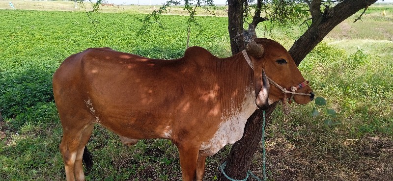 ગોરીયા ગોઢલા 1વ...