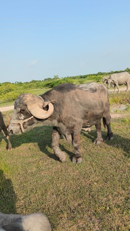 પાડો વેસવાનો છે