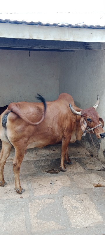 ગાય વેંચવા ની છ...