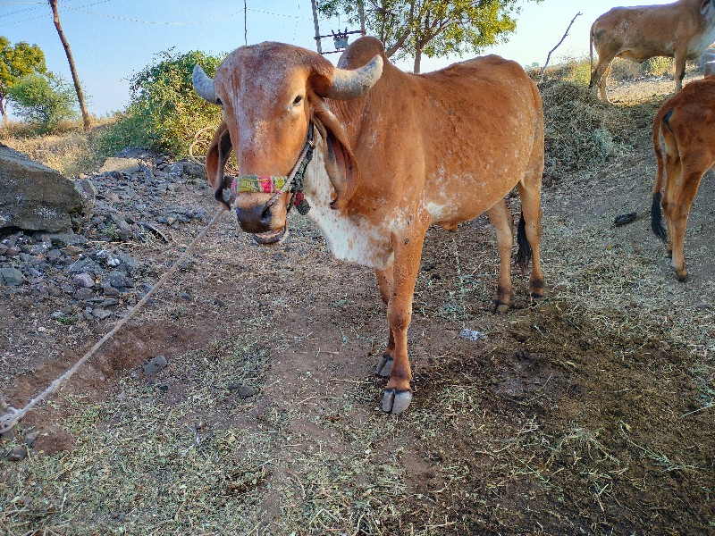 ગોઘલા વેચવાના છ...