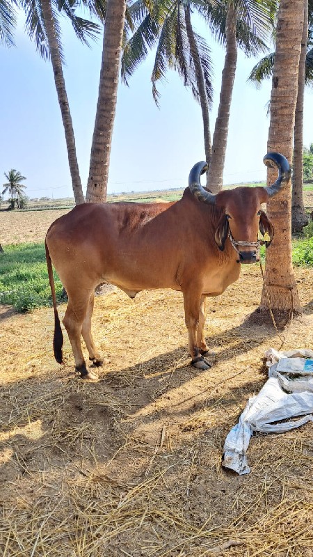 બળદ વેચવાનો છે