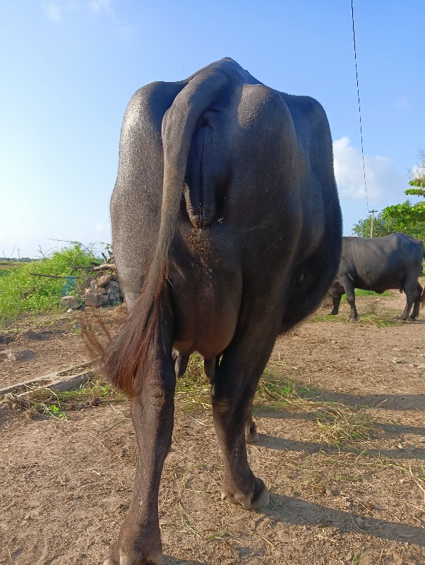 ભેંસ વેચવાની છે