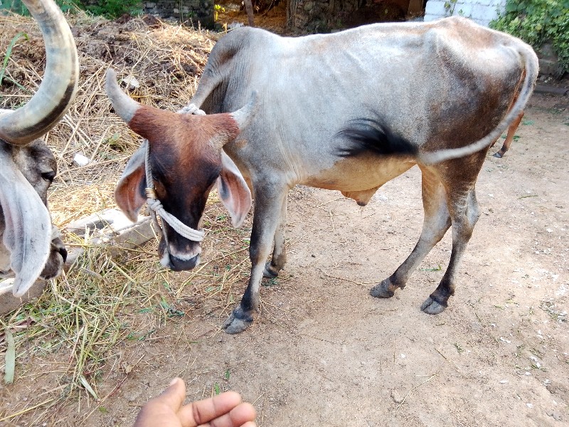 ravi Ravi bhai