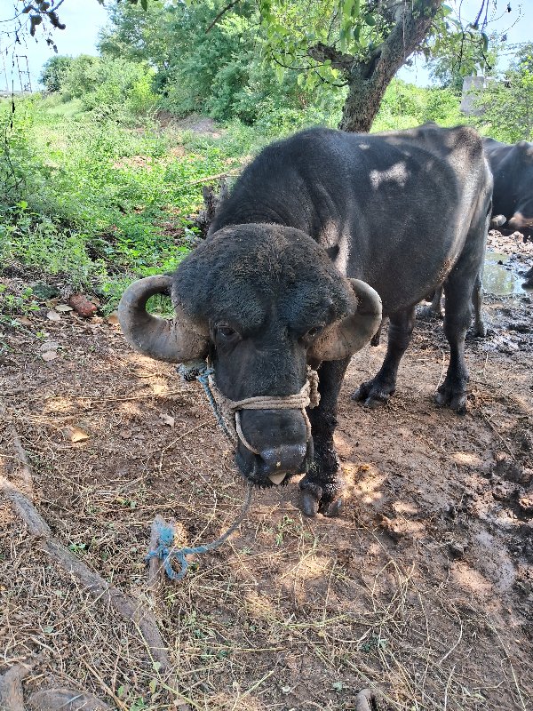 પાડો   વેસવાનોસ...