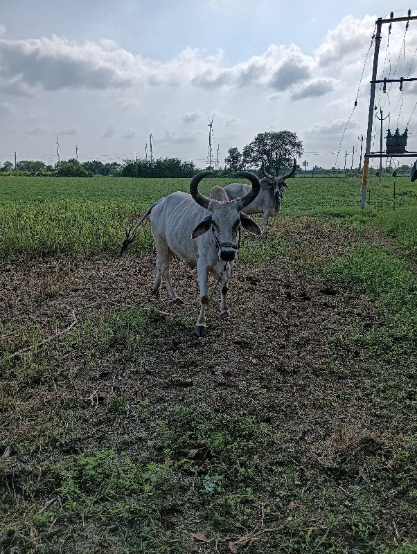 ગોધલા