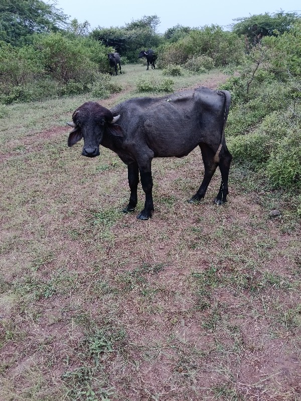 ત્રણ પાડા વેચવા...