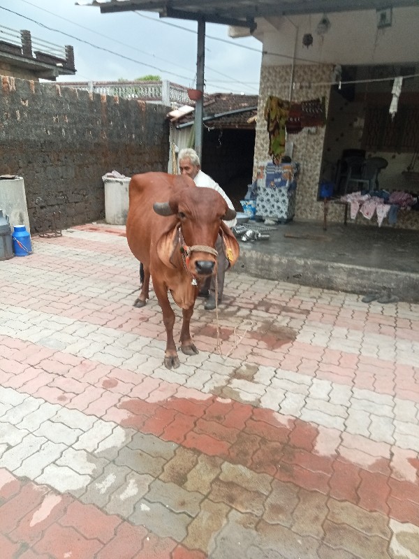 ગાય વેચવાની છે