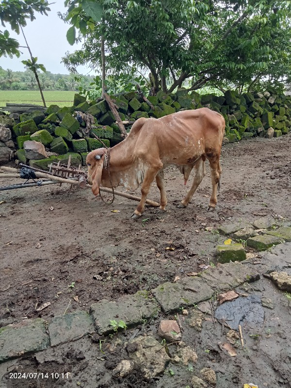 ગોઢલો દેવાનો છે