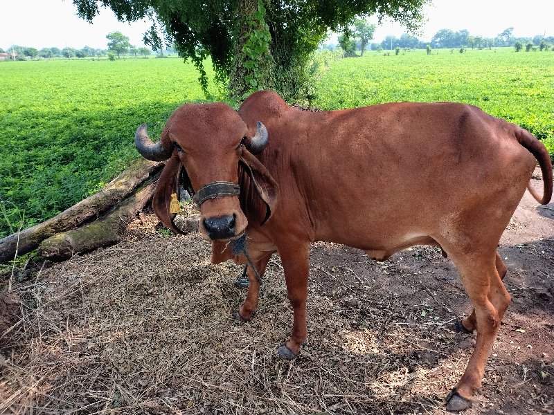 ગાય વેચવાની સે