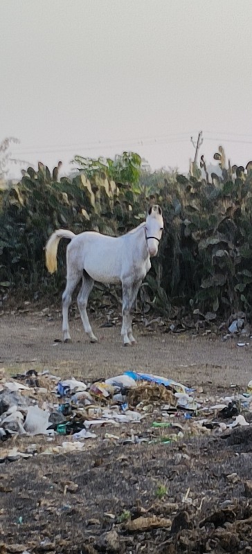 ઘોડી વેચવાની છે