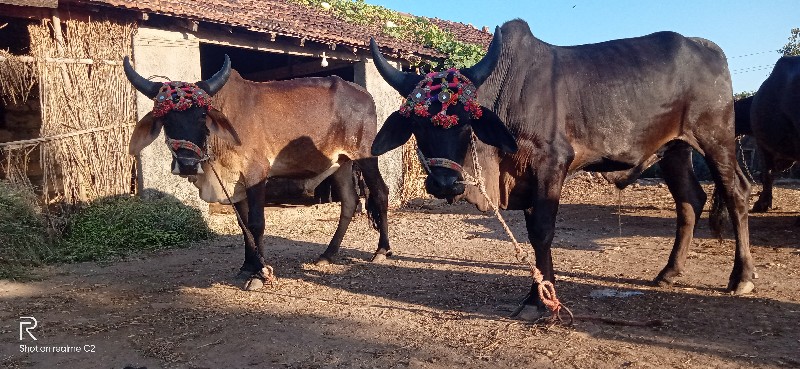 ગોઢલા વેચવાના છ...