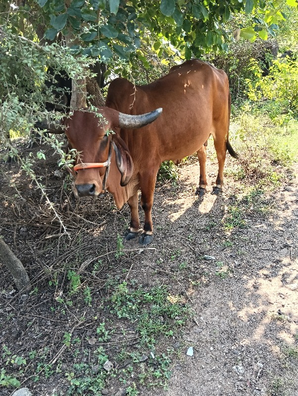 ઓરિજનલ ગીર પેલુ...