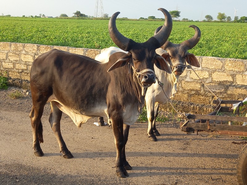 કેટલા વેચાવ છે...