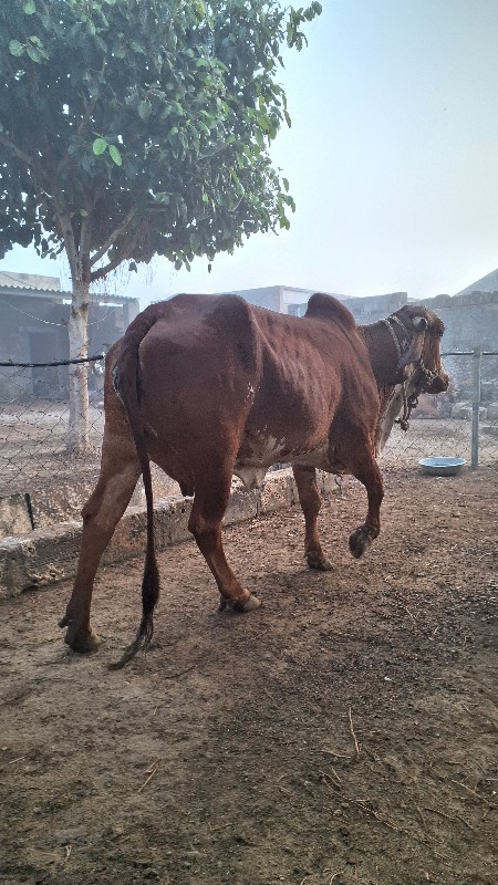 ગીર ગાય પેલું વ...