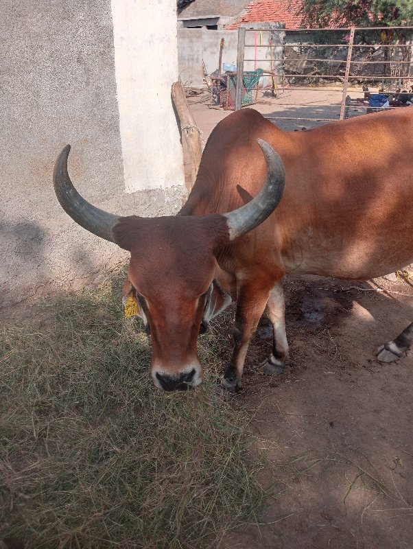 ગાય વેચવાની છે