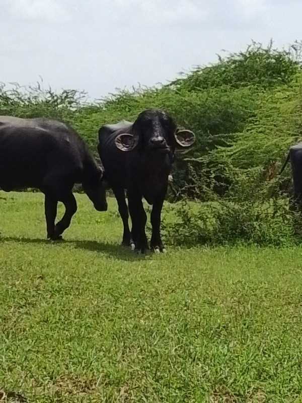 પાડો વેચવા નો છ...