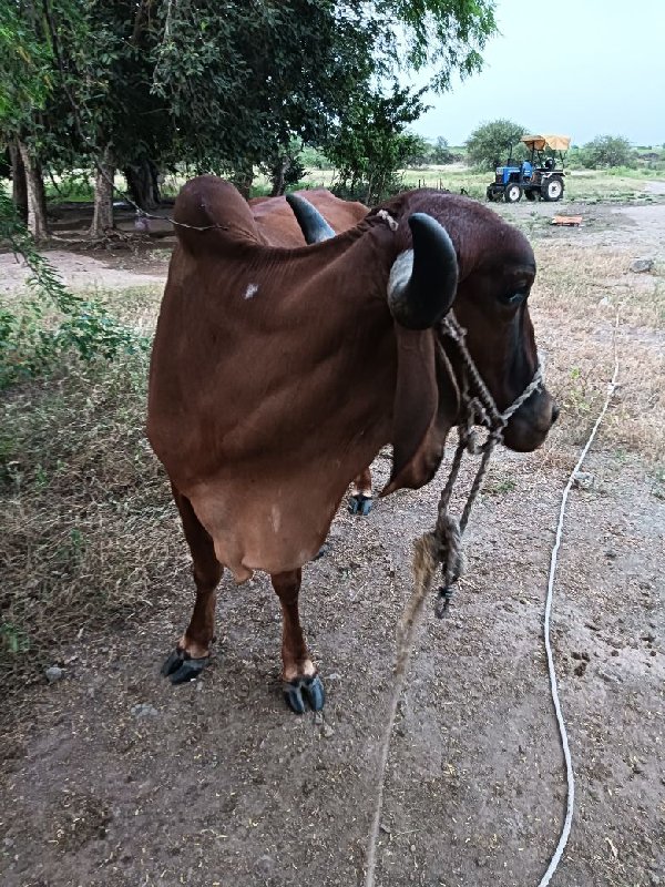 બીજું હેતર