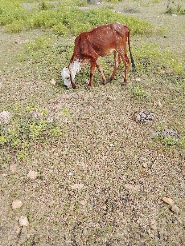 સામત