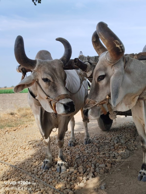 બડા દિવસવાના છે